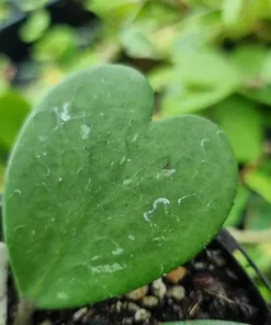 Hoya Kerrii Heart Plant Live Sweetheart Plant 4-6 Inch - No Pot