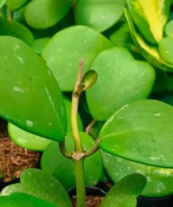 Hoya Kerrii Heart Plant Live Sweetheart Plant 4-6 Inch - No Pot