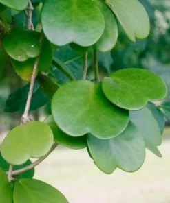 Hoya Kerrii Heart Plant Live Sweetheart Plant 4-6 Inch - No Pot