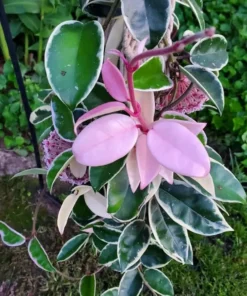 Hoya Tricolor Plant Live – 6-8 Inch Indoor Houseplant