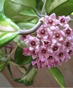 Hoya Tricolor Plant Live – 6-8 Inch Indoor Houseplant
