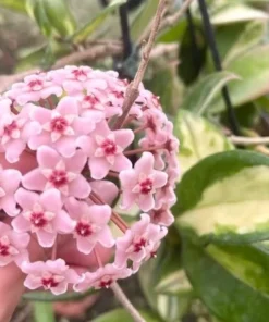 Hoya Tricolor Plant Live – 6-8 Inch Indoor Houseplant