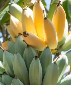 Ice Cream Banana Frozen Dessert Classic Banana Flavor