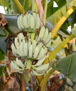 Ice Cream Banana Frozen Dessert Classic Banana Flavor