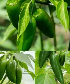 Jalapeno Pepper Plants - Set of 2, 3-6 Inch Tall, Live Plants -Hot Jalapeno Peppers Plants