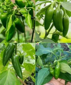 Jalapeno Pepper Plants - Set of 2, 3-6 Inch Tall, Live Plants -Hot Jalapeno Peppers Plants