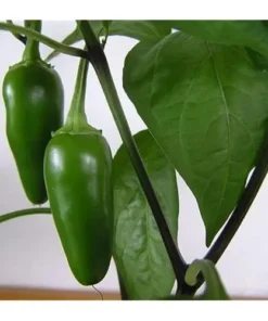 Jalapeno Pepper Plants - Set of 2, 3-6 Inch Tall, Live Plants -Hot Jalapeno Peppers Plants