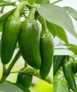 Jalapeno Pepper Plants - Set of 2, 3-6 Inch Tall, Live Plants -Hot Jalapeno Peppers Plants