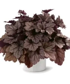 Jersey Heuchera Plant 4-8" Tall in 4" Pot - Ship No Pot, Perennial Foliage