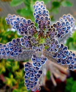 Kalanchoe Plant Kalanchoe Tubiflora Plant Live in 2 Inch Pot Mother of Thousands Variegated Rare Succulent Plant Houseplant