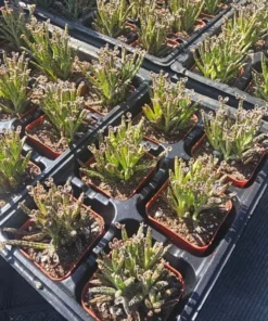 Kalanchoe Plant Kalanchoe Tubiflora Plant Live in 2 Inch Pot Mother of Thousands Variegated Rare Succulent Plant Houseplant