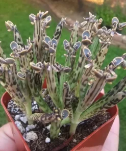 Kalanchoe Plant Kalanchoe Tubiflora Plant Live in 2 Inch Pot Mother of Thousands Variegated Rare Succulent Plant Houseplant