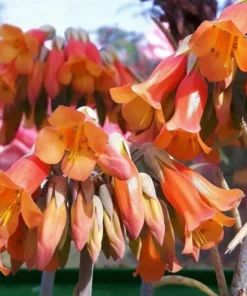 Kalanchoe Plant Kalanchoe Tubiflora Plant Live in 2 Inch Pot Mother of Thousands Variegated Rare Succulent Plant Houseplant