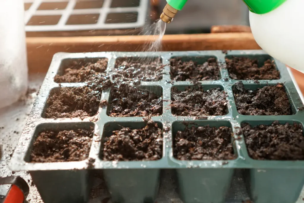 7 Seed Sowing Tips for Beginners