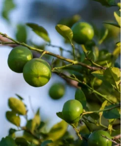 Key Lime Bush - 1 Gallon Potted Plant - Easy to Grow Limes