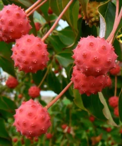 Kousa Dogwood Tree - 4-inch Pot - Flowering Ornamental Tree