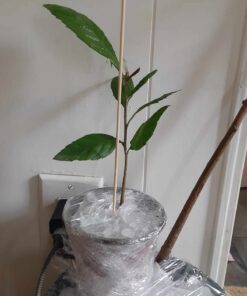 Loquat Tropical Fruit Tree Shambala 8-10in Live Plant in 4in Pot | Edible Tree