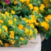 Lantana Yellow Cold Hardy Plant 4-inch Pot Cut Back Form