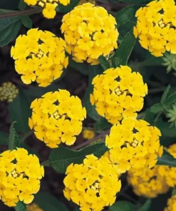 Lantana Yellow Cold Hardy Plant 4-inch Pot Cut Back Form