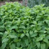 Lemon Balm Herb Plant - Fresh Aromatic Leaves Live Starter Plant