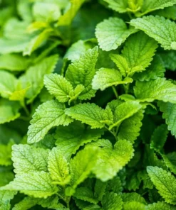 Lemon Balm Herb Plant - Fresh Aromatic Leaves Live Starter Plant