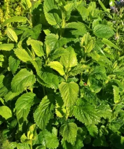 Lemon Balm Herb Plant - Fresh Aromatic Leaves Live Starter Plant
