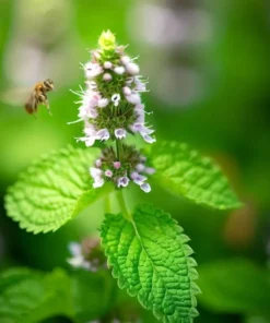 Lemon Balm Herb Plant - Fresh Aromatic Leaves Live Starter Plant