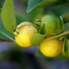 Lemon Guava Plant - Half Gallon Pot - Tropical Fruit Tree