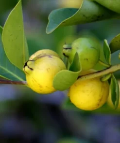 Lemon Guava Plant - Half Gallon Pot - Tropical Fruit Tree