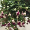 Lena Fuchsia Starter Plant 4-8" Tal in 4" Pot, Ship No Pot - White Purple Fuchsia Flowers