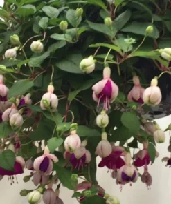 Lena Fuchsia Starter Plant 4-8