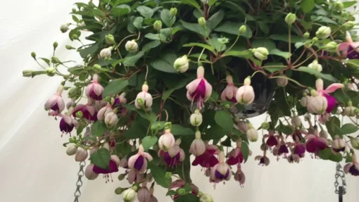 Lena Fuchsia Starter Plant 4-8" Tal in 4" Pot, Ship No Pot - White Purple Fuchsia Flowers