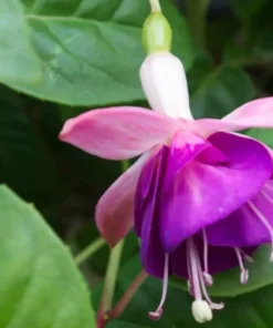 Lena Fuchsia Starter Plant 4-8
