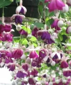 Lena Fuchsia Starter Plant 4-8