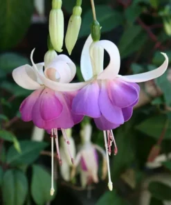 Lena Fuchsia Starter Plant 4-8