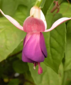 Lena Fuchsia Starter Plant 4-8
