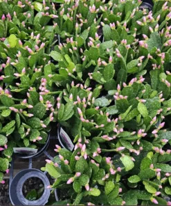 Light Pink Spring Cactus Rhipsalidopsis gaertneri Easter Cactus 2in Pot