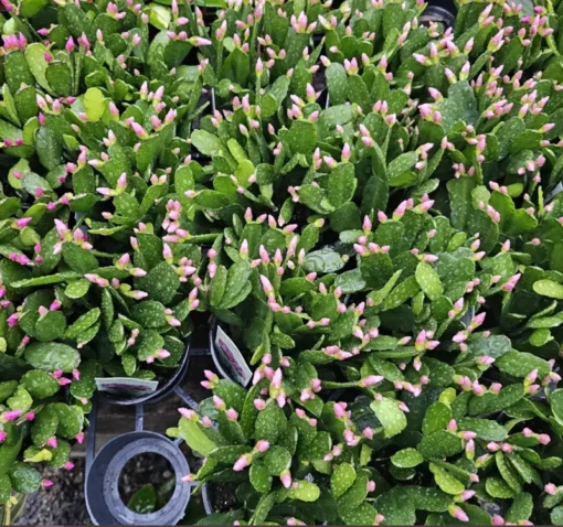 Light Pink Spring Cactus Rhipsalidopsis gaertneri Easter Cactus 2in Pot