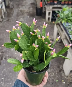 Light Pink Spring Cactus Rhipsalidopsis gaertneri Easter Cactus 2in Pot