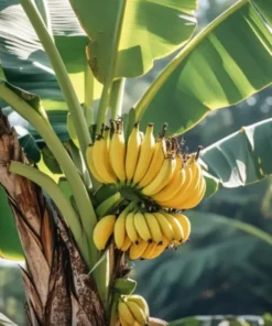 Live Banana Plant 5