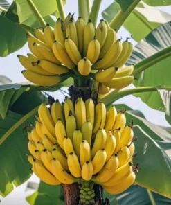 Live Banana Plant 5" Grand Nain Banana Tree Starter Bareroot