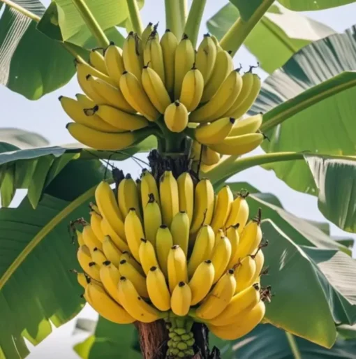 Live Banana Plant 5" Grand Nain Banana Tree Starter Bareroot