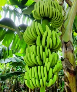 Live Banana Plant 5" Grand Nain Banana Tree Starter Bareroot