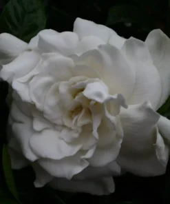 Live Gardenia Jasmine Aimee 6