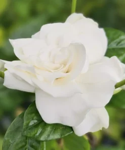 Live Gardenia Jasmine Aimee 6" Pot - 8-14" Tall Fragrant Plant, Ship No Pot