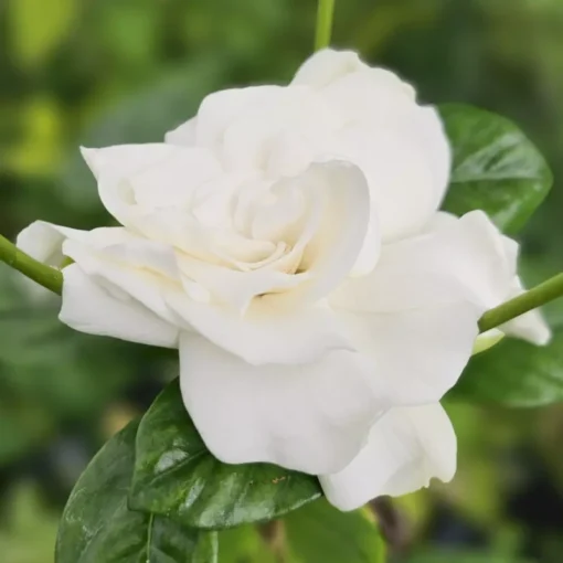 Live Gardenia Jasmine Aimee 6" Pot - 8-14" Tall Fragrant Plant, Ship No Pot