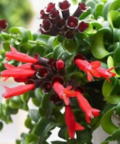 Live Lipstick Plant Curly Lipstick Plant in 2 Inches Pot Twisted Lipstick Aeschynanthus Plant Live Red Bloom Tropical Houseplant Basket Vine Plant Indoor Outdoor