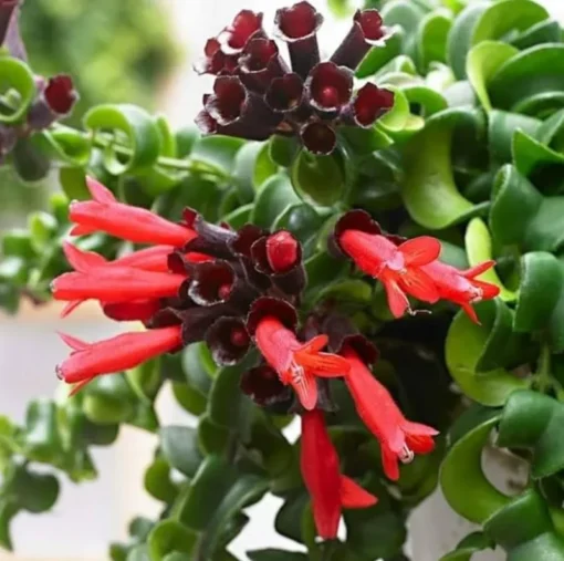 Live Lipstick Plant Curly Lipstick Plant in 2 Inches Pot Twisted Lipstick Aeschynanthus Plant Live Red Bloom Tropical Houseplant Basket Vine Plant Indoor Outdoor