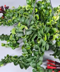 Live Lipstick Plant Curly Lipstick Plant in 2 Inches Pot Twisted Lipstick Aeschynanthus Plant Live Red Bloom Tropical Houseplant Basket Vine Plant Indoor Outdoor
