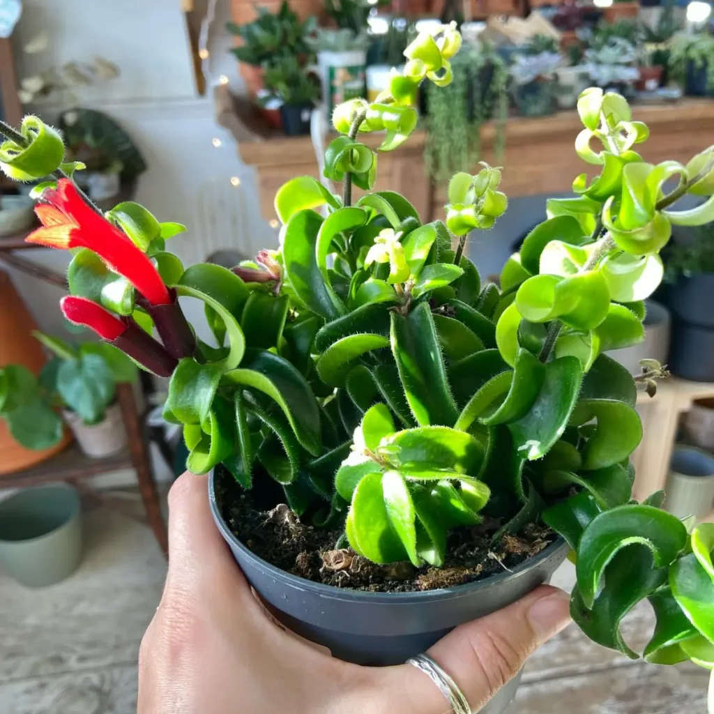 Live Lipstick Plant Curly Lipstick Plant in 2 Inches Pot Twisted Lipstick Aeschynanthus Plant Live Red Bloom Tropical Houseplant Basket Vine Plant Indoor Outdoor